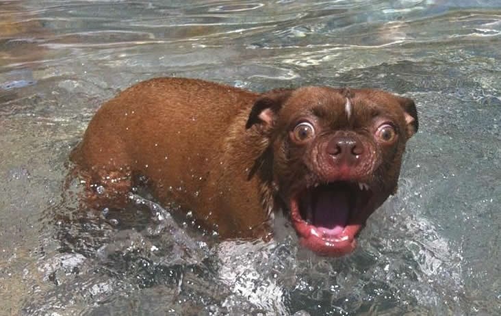 Nešta mi je okrznulo nogu, nešta mi je okrznulo nogu!!!!