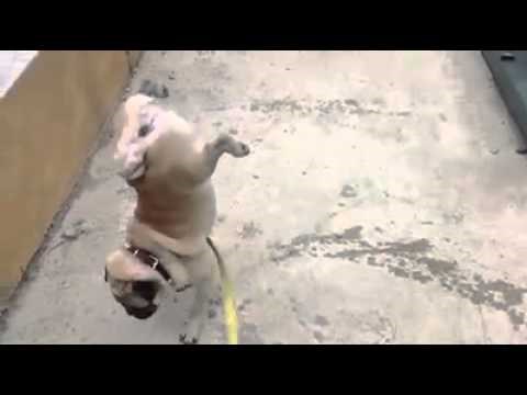 VIDEO: Ovako to rade pravi frajeri 