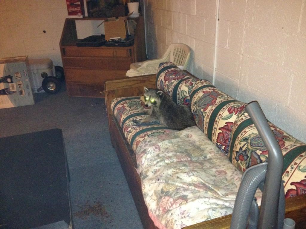 Rakun se zavalio na kauč, vlasnik kuće mislio da je mačka