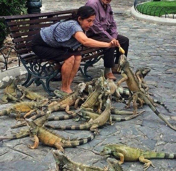 Golubovi u Ekvadoru su malo čudni