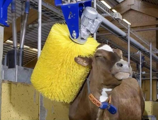 Automatsko kravočeškalo