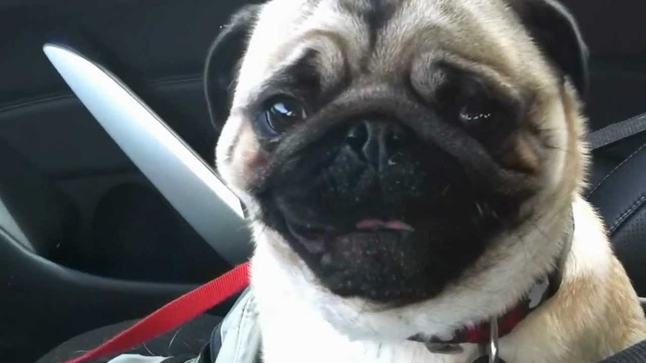 VIDEO: Mopsić totalno skrenuo kad je skužio da idu u pet shop po igračke