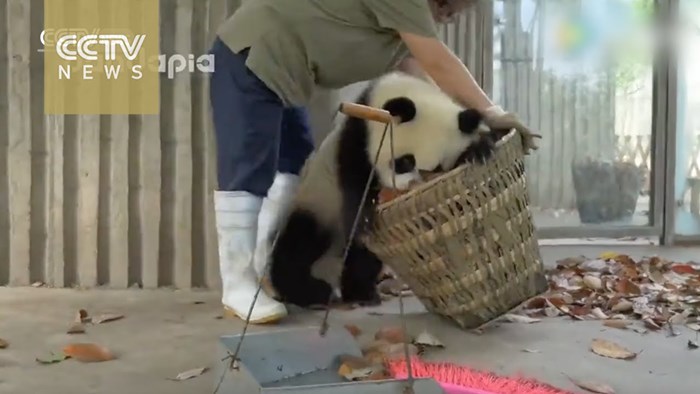 Nestašne pande rade nered dok čistačica sprema njihov dom 
