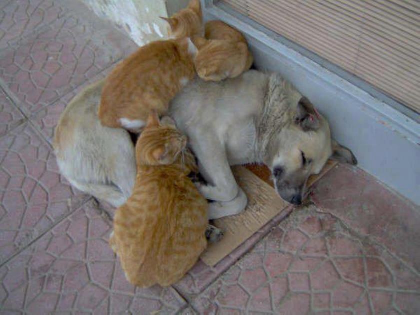 Lako je tako: Pas nabavio čupave grijače za šape i leđa