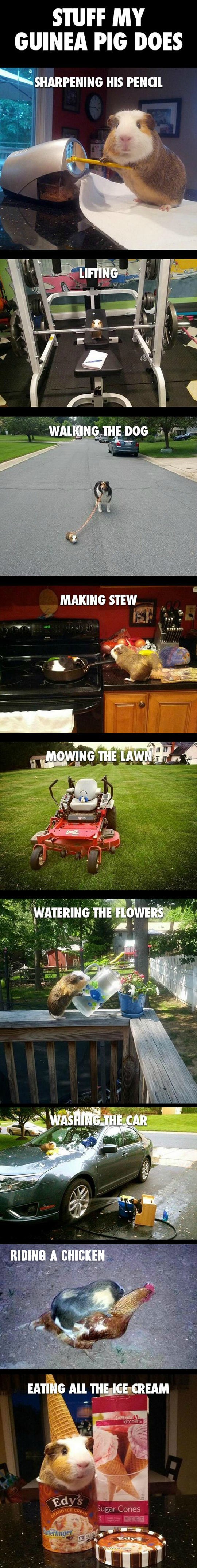 Kul gvinejsko prase ljubimac iz snova