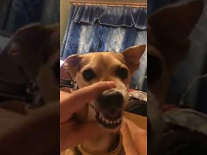 VIDEO Pas je počeo režati, a vlasnik mu je napravio nešto što će vas nasmijati do suza!