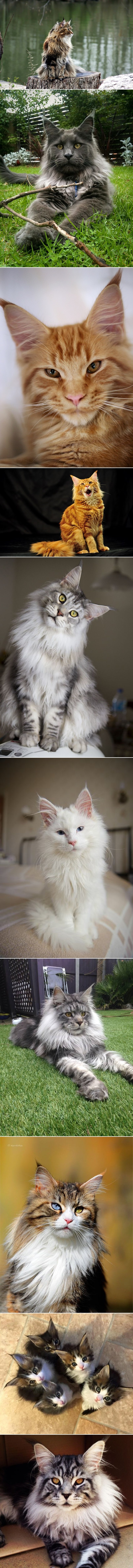 GALERIJA: Dame i gospodo - veličanstveni Maine coon