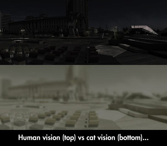 Kako čovjek i mačka vide noću