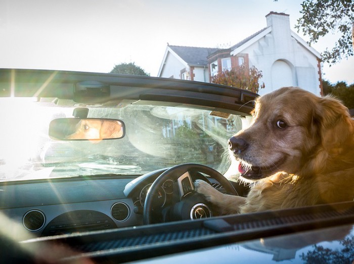 Gazda mu dao auto da izvede pudlicu na dejt
