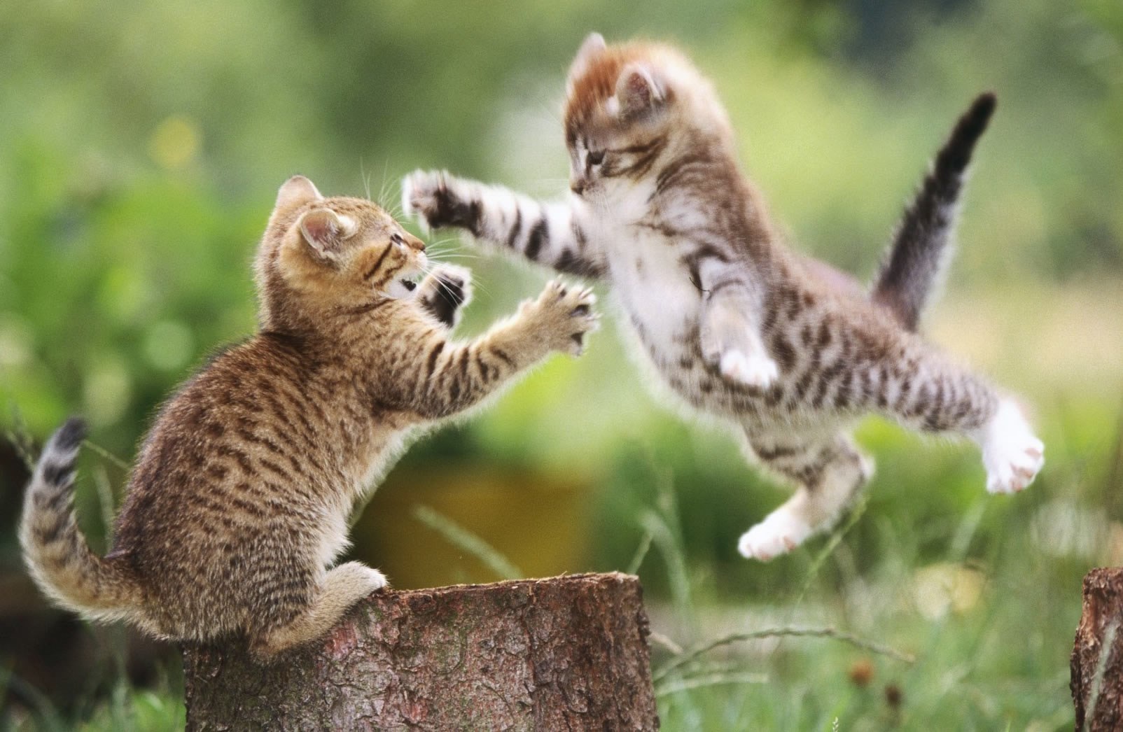 Ubojiti micek skočio zadati konačni udarac