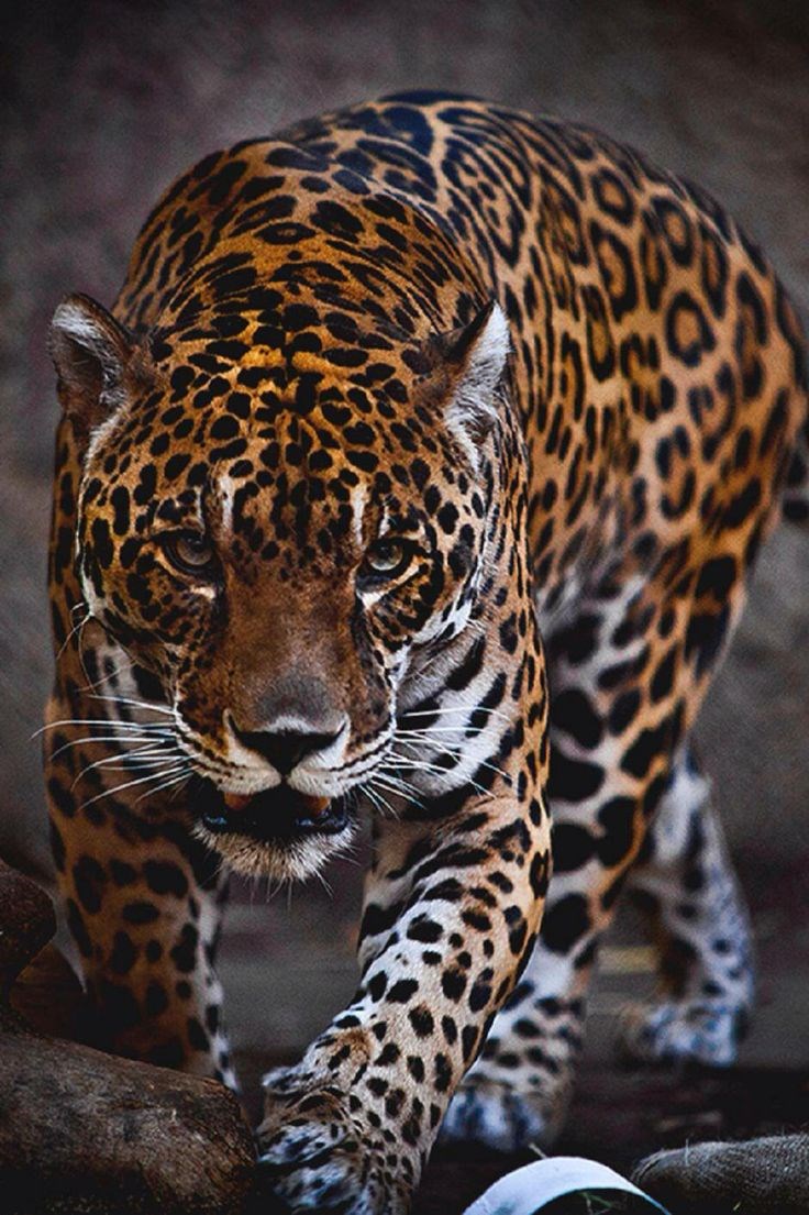 Znate razlikovati leoparda i jaguara?