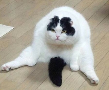 Kad tjeraš mačku da sjedi kao dama