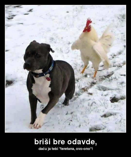 Rambo-pijetao najurio psa iz svog dvorišta