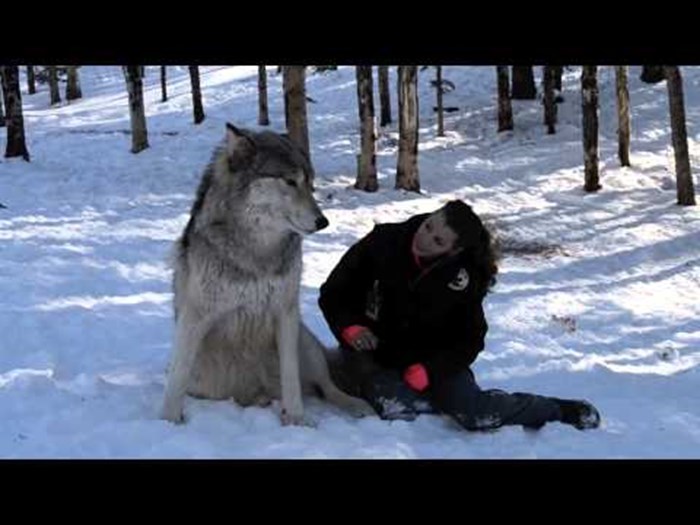 VIDEO: Divovski vuk je sjeo pored nje. Pogledajte što se događa kad ga pomiluje!
