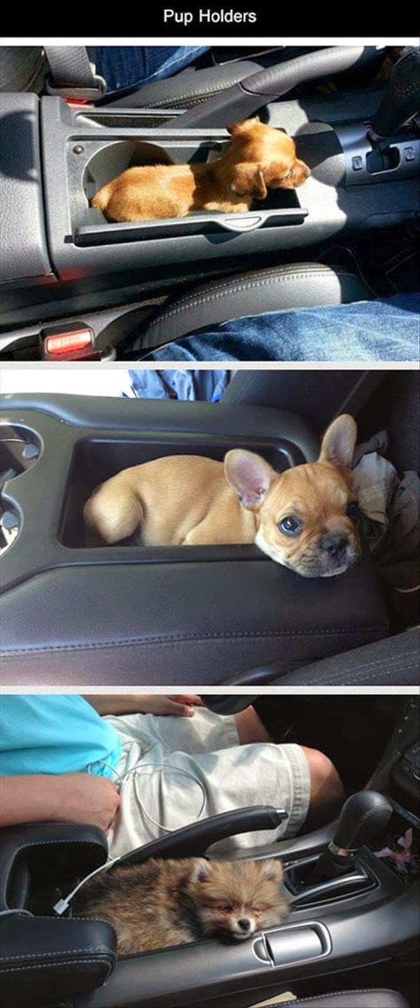 U autima instalirani i držači psića