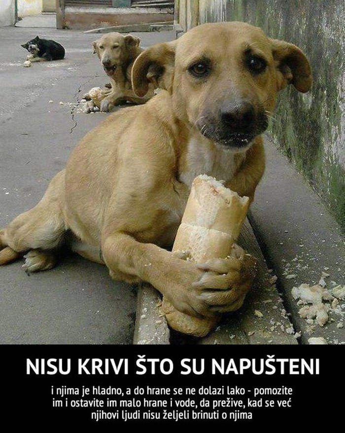 Kakvo biće ima srca najboljeg prijatelja ostaviti na zimi?