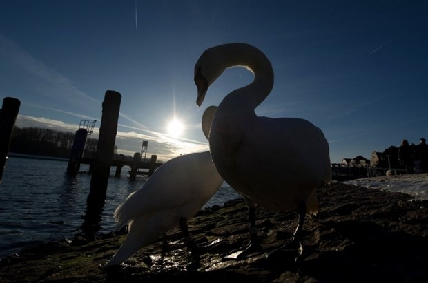 Labudovi uživaju uz morsku obalu