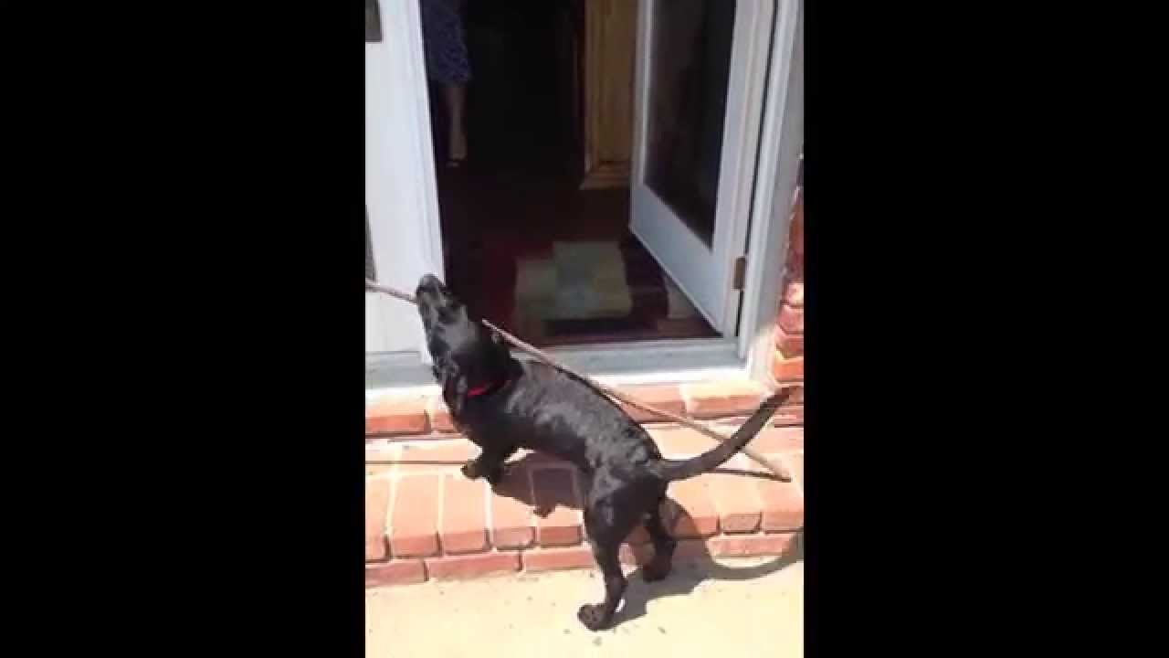 VIDEO: Mala vrata + veliki štap = ozbiljni problemi