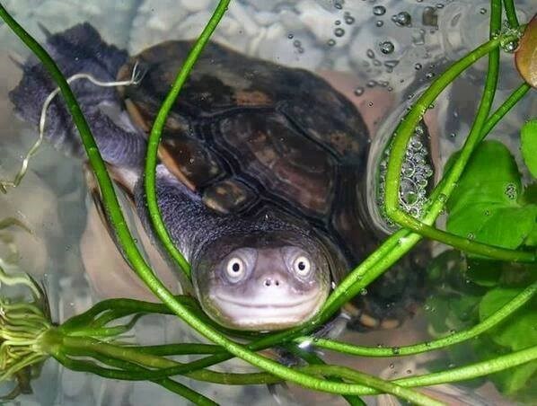 Jedna jako sretna kornjača