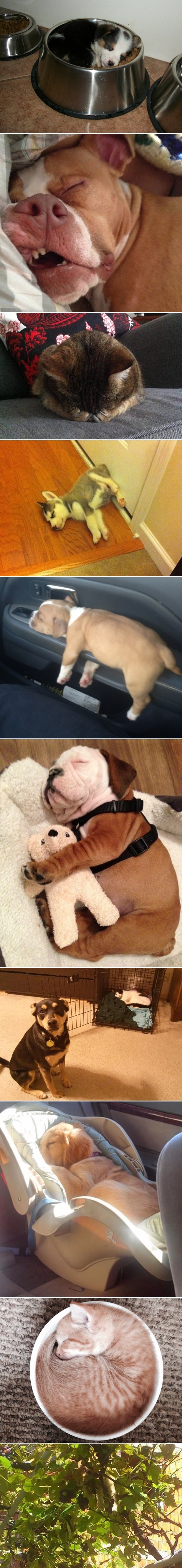 Galerija: Uspavani ljubimci ne biraju mjesto