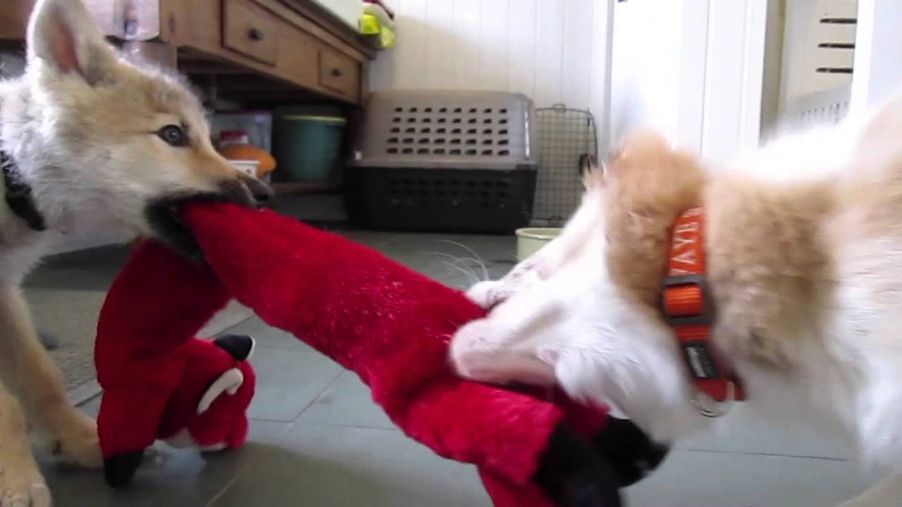 VIDEO: Mali vuk se ne zna igrati, pa ga domaći psić uči što s igračkom