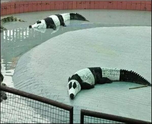 Nešto gadno ne valja s ovim pandama!