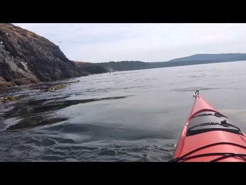 VIDEO: Slučajan susret i nalet adrenalina