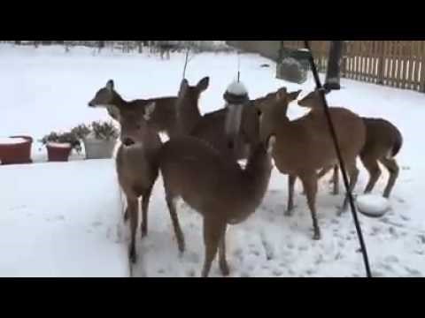 Kako muškarci glume da nisu krivi