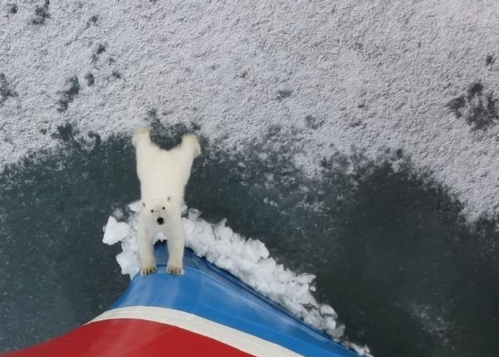 Medo brani zadnje ostatke svog ledenog carstva