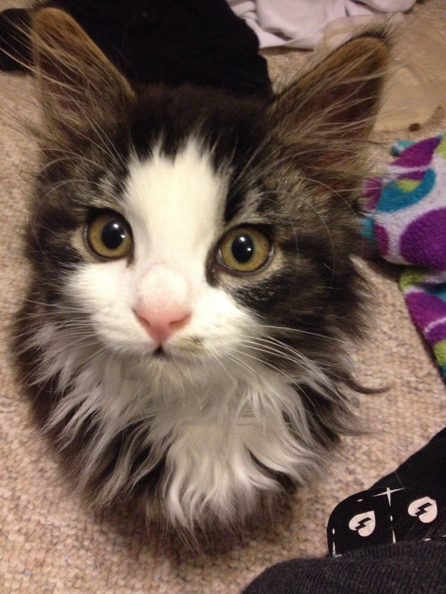 Slatka mala čupavica zna da pogledom može sve dobiti