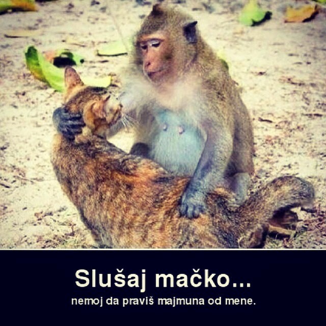 Majmun koji zna što želi u životu