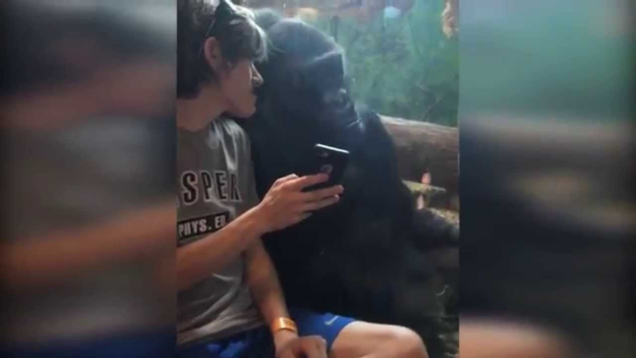 VIDEO: Gorili na mobitelu pokazivao druge gorile, iznenadila ih reakcija!