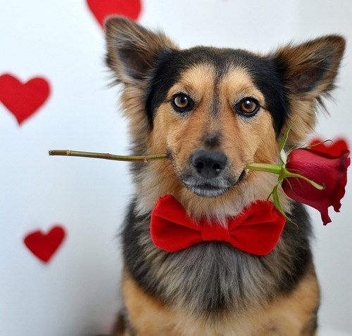 Od ovakvog se frajera ruža ne odbija