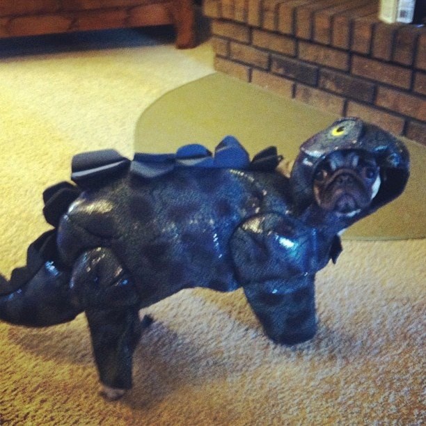 Gazda, što sam ti skrivio?!