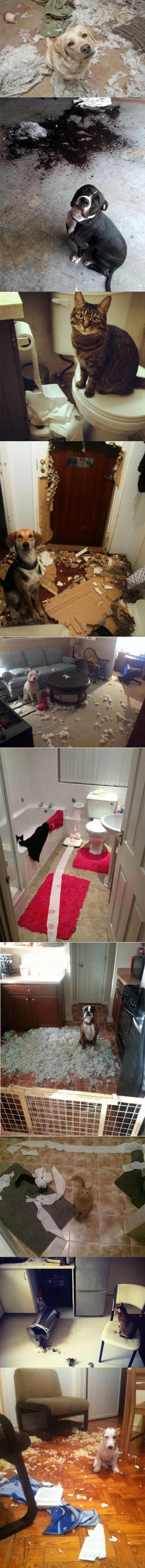 GALERIJA: TOP 10 nevinih faca životinja koje znaju da su krive