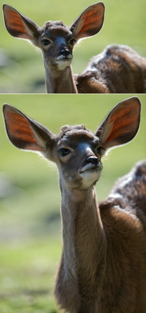 Preslatka mala antilopa iz berlinskog ZOO-a