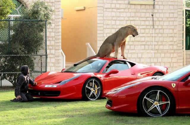 Kad imaš ovakve aute, pas čuvar ne drži vodu