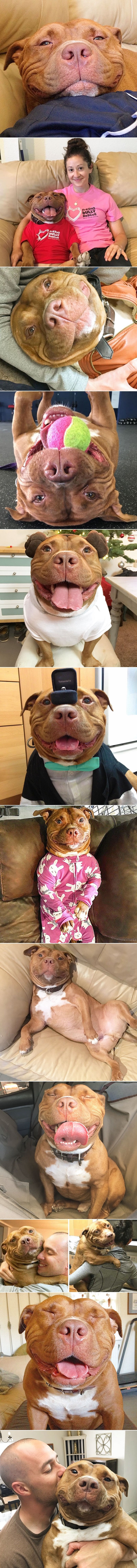 Predivni veseljak od psa se ne prestaje smješkati otkad je spašen iz azila