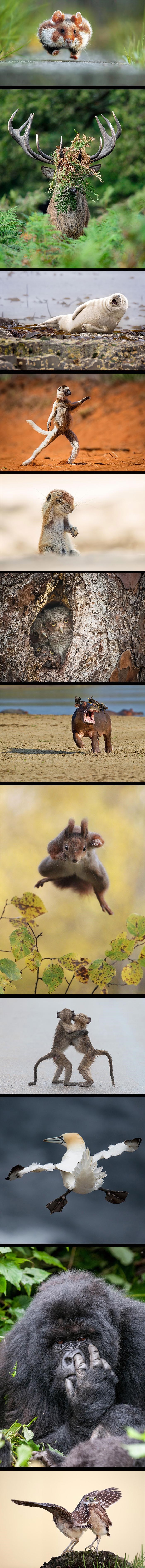 Životinjska komedija: Fotografije duhovitih scena iz prirode