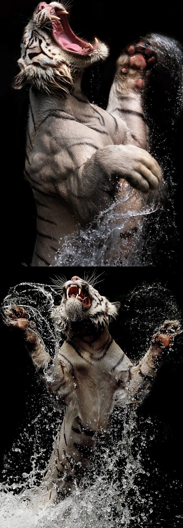 Lako je metkom iz daljine, priđi mu bliže ako se usudiš