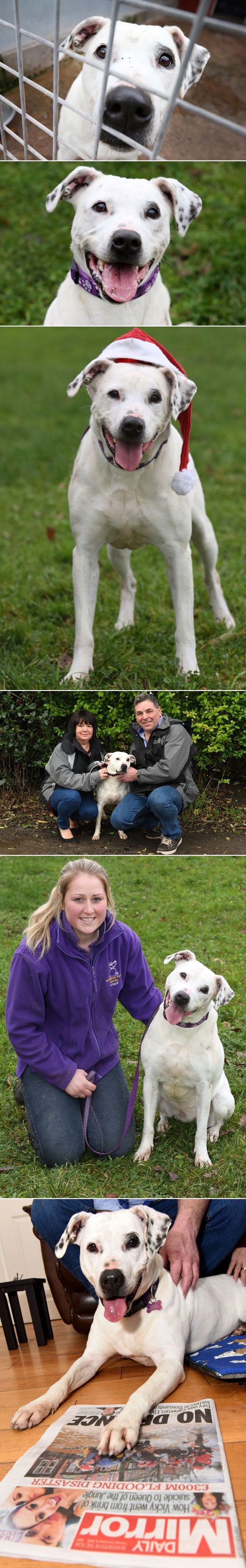 NAJUSAMLJENIJI PAS NA SVIJETU nakon pola desetljeća tuge dobio svoje božićno čudo