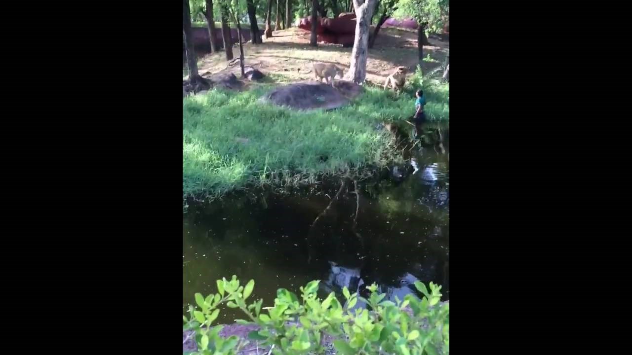 Pijana budala skočila u lavlju nastambu "rukovati se" s njima!