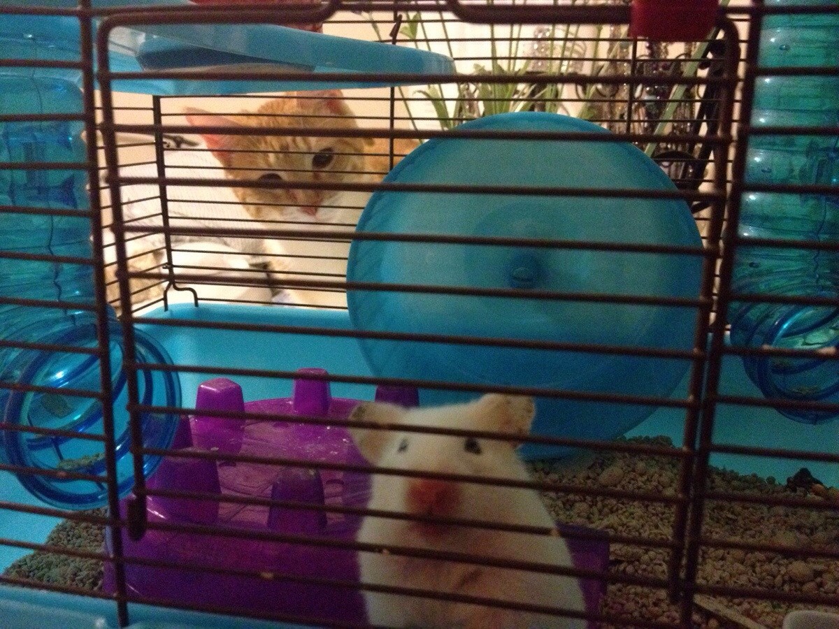 Ručaaak... ručkić? Dođi mici maci...