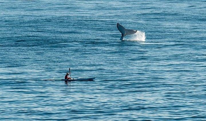 Veslaj i nadaj se da neće izroniti baš ispod tebe