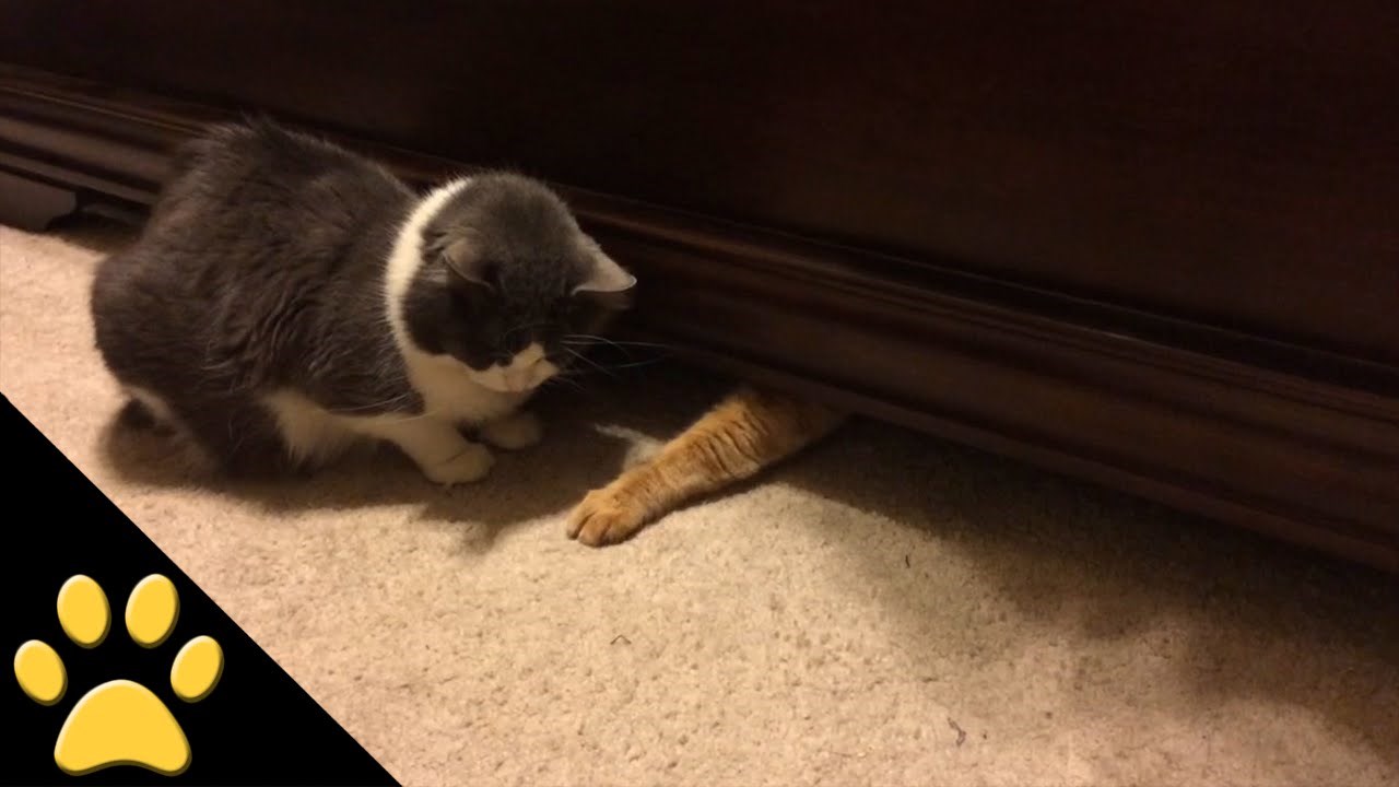 Video: Lopovska mačka daje lekcije šegrtu