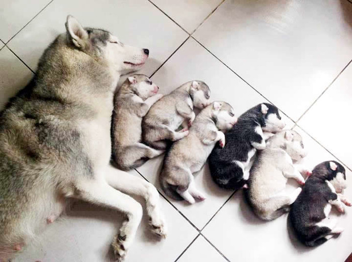 Ponosna mama zasluženo odmara kraj potomaka
