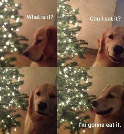 Misli svakog psa koji je ikada postojao