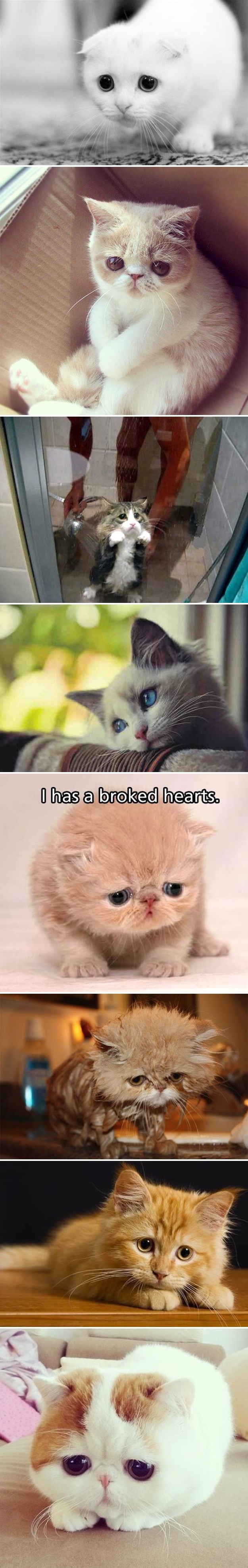 Najtužnije mace interneta