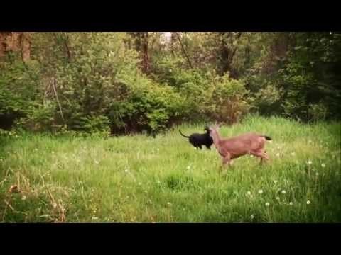 Različite životinje se igraju i rade zajedno. Da ne povjeruješ. iliti nemrešbilivit