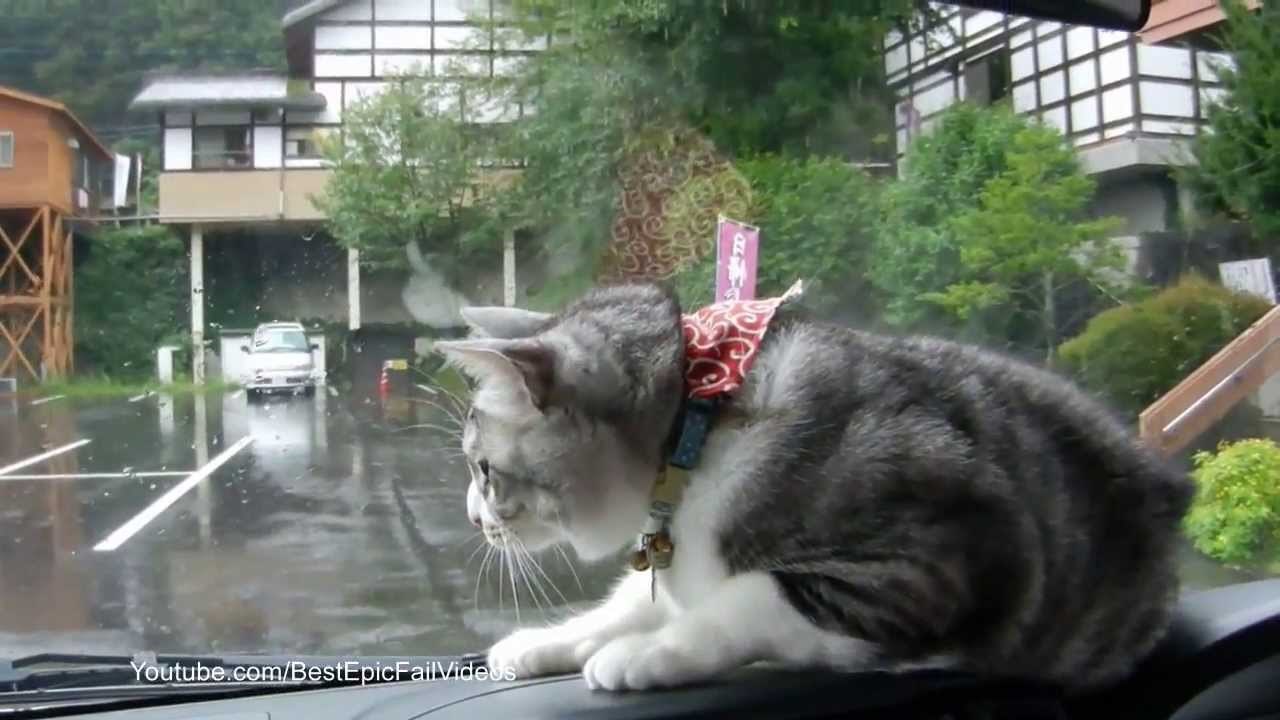 Borba mačke i brisača - tko će pobijediti?